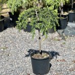 Céder Himalájsky (Cedrus deodara) ´FEELIN BLUE´® - výška 50-60 cm, ø 40-50 cm, kont. C7L (-23°C) - NA KMIENKU